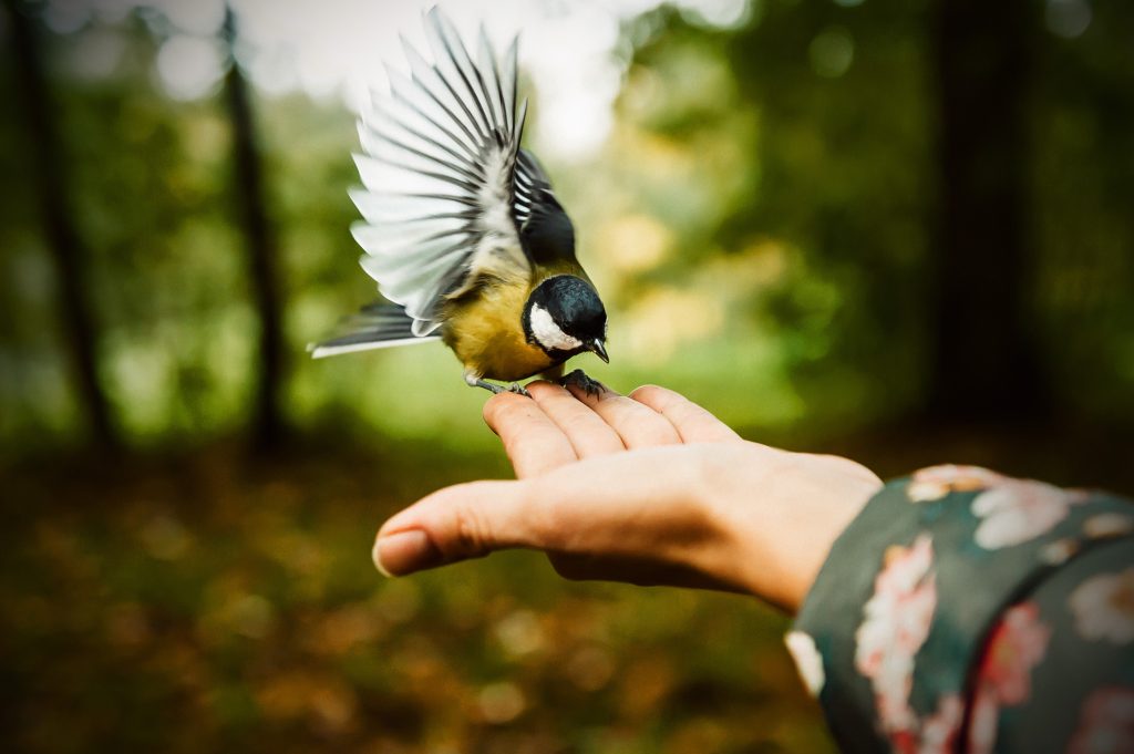 Environnement, faune sauvage, espace rural