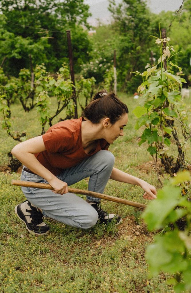 Viticulture, oenologie